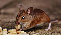 24 Hour & Emergency Exterminators in Ontelaunee, PA